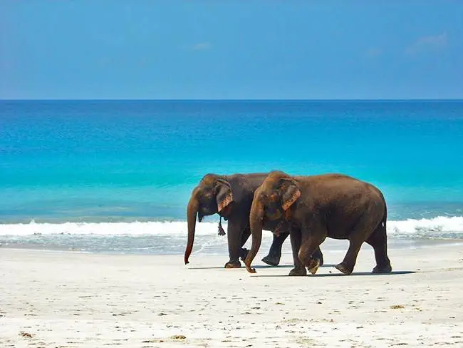 alawyersvoyage Elephant Swim