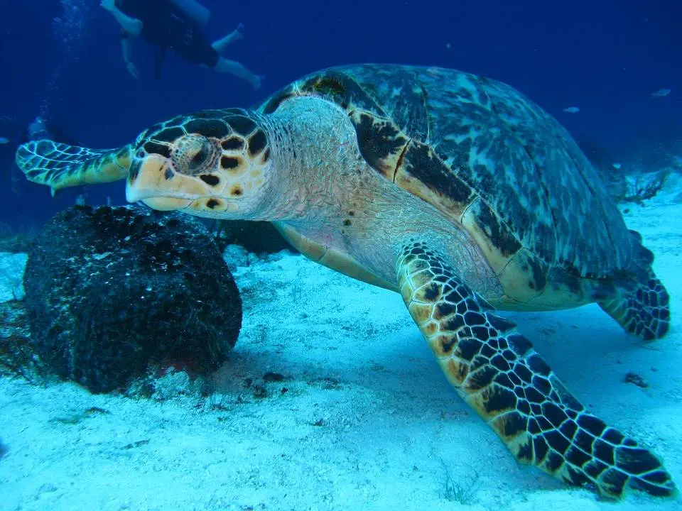 alawyersvoyage marine park Andaman