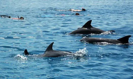 alawyersvoyage Zanzibar Dolphins