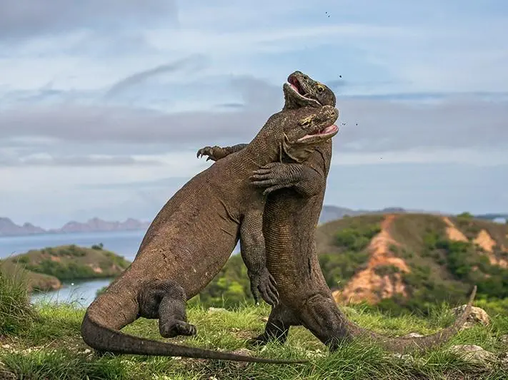 Komodo park Indonesia
