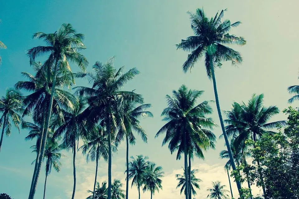 alawyersvoyage Andaman Pic